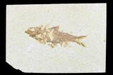 Detailed Fossil Fish (Knightia) - Wyoming #176380-1